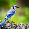 A blue jay site on a branch 