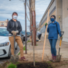 Tree being planted with shovel along sidewalk