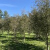 A row of deciduous trees in grass