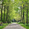 Trees and a pathway.