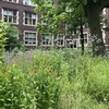 Flowers bloom in front of a campus building and mature tree