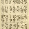 Colonial-era depictions of herbs on paper.