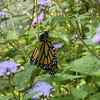 monarch butterfly on a plant