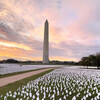 White flags honoring lives lost to the COVID-19 virus on the National Mall in Washington, D.C.