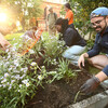 Volunteers planting asters on Penn’s campus.