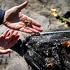 A person holding an insect at Penn’s BioPond.