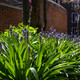 Purple blooms on the verge of opening, backlit by the sun