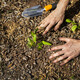 A person planting a shoot in the soil at Penn Farm.