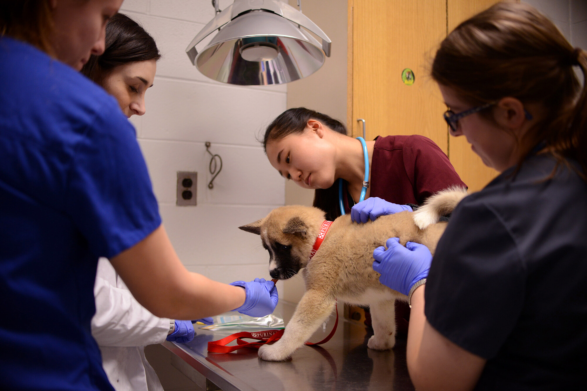 Four members of Penn's medical community look at and hold a dog on an exam table, one offers the dog a treat
