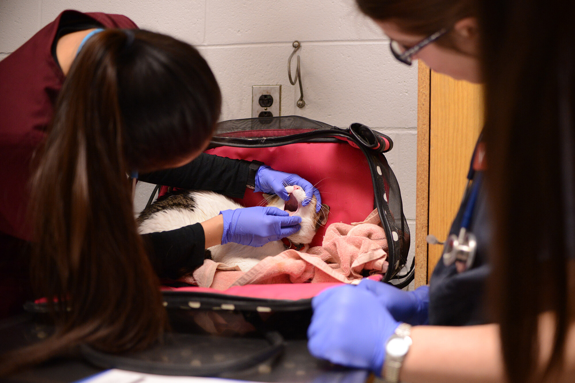A cat lying on an exam table has its mouth examined by two members of Penn's medical community.