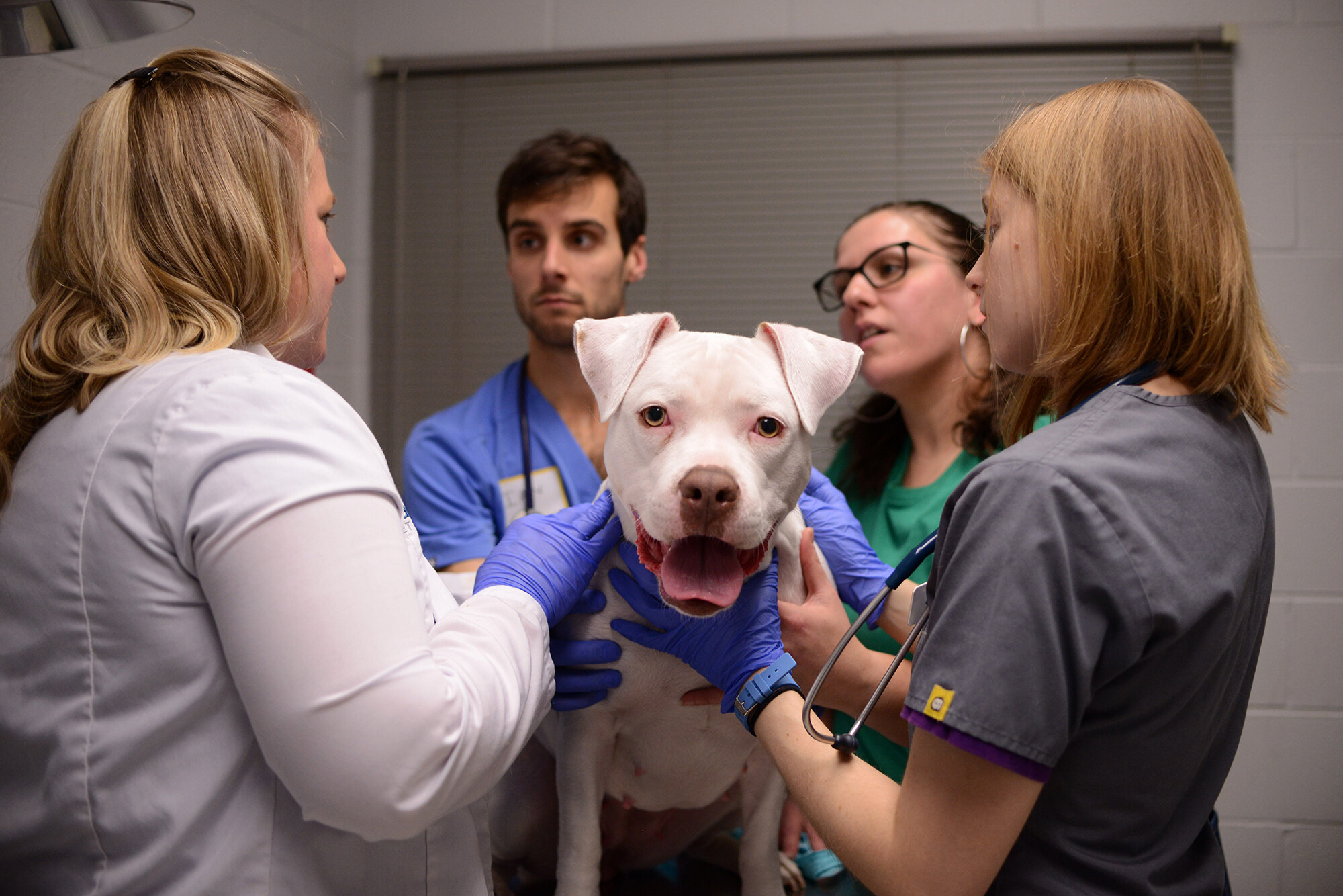 A pit bull looks at the camera while four members of the medical community stand around it with their gloved hands on it. 