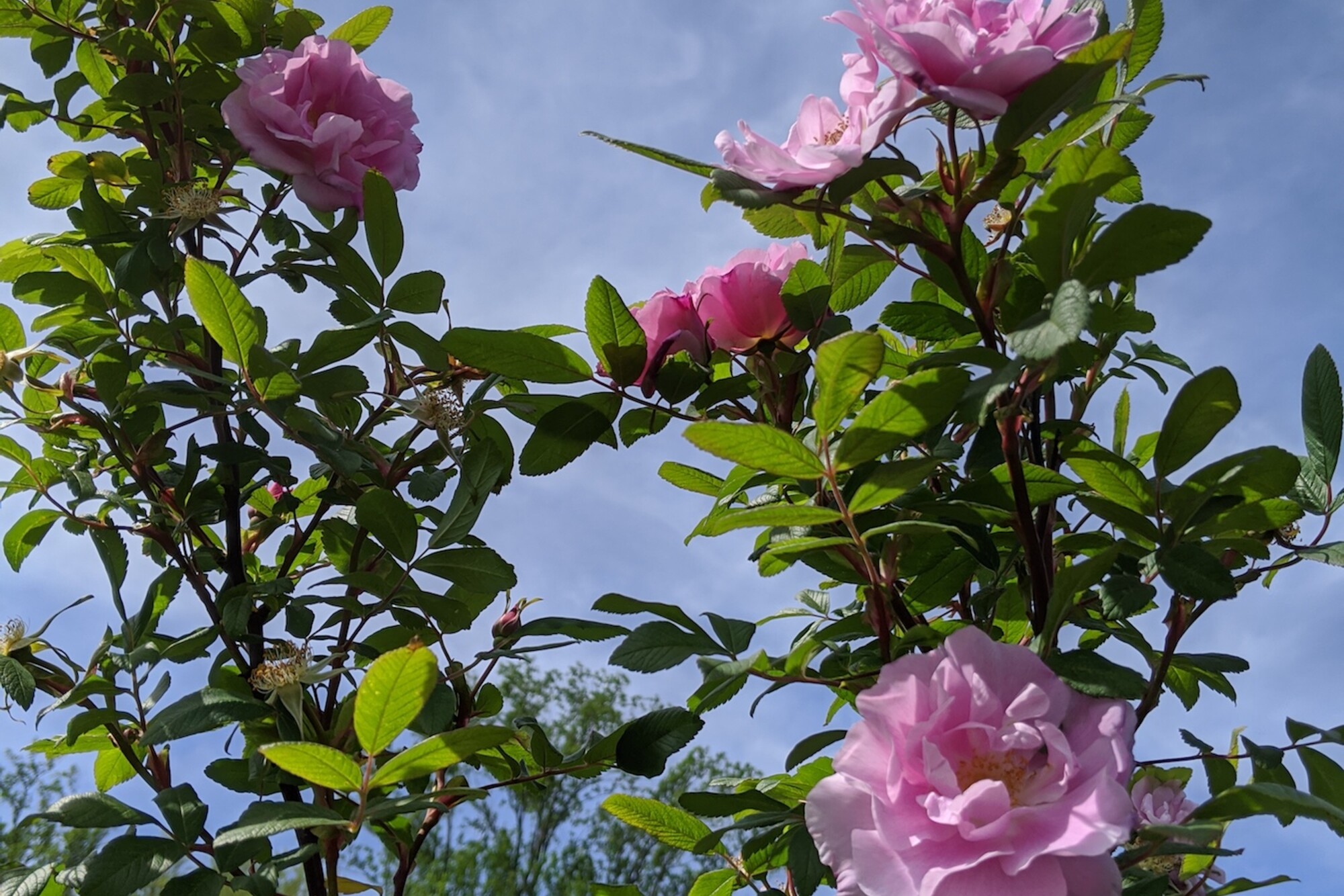 Pink roses against a blue sky