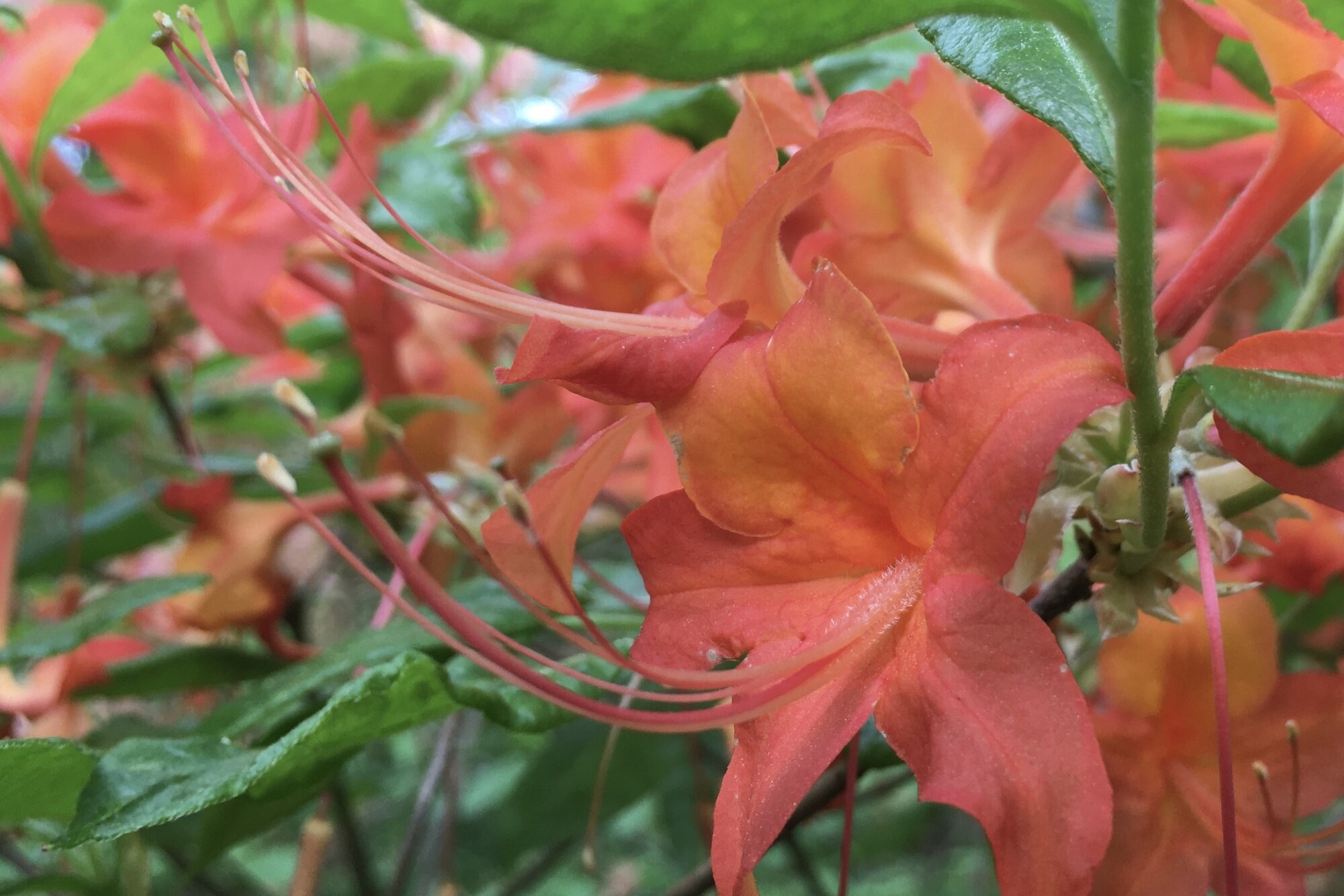 Close-up of brilliantly red-orange azalea bloom