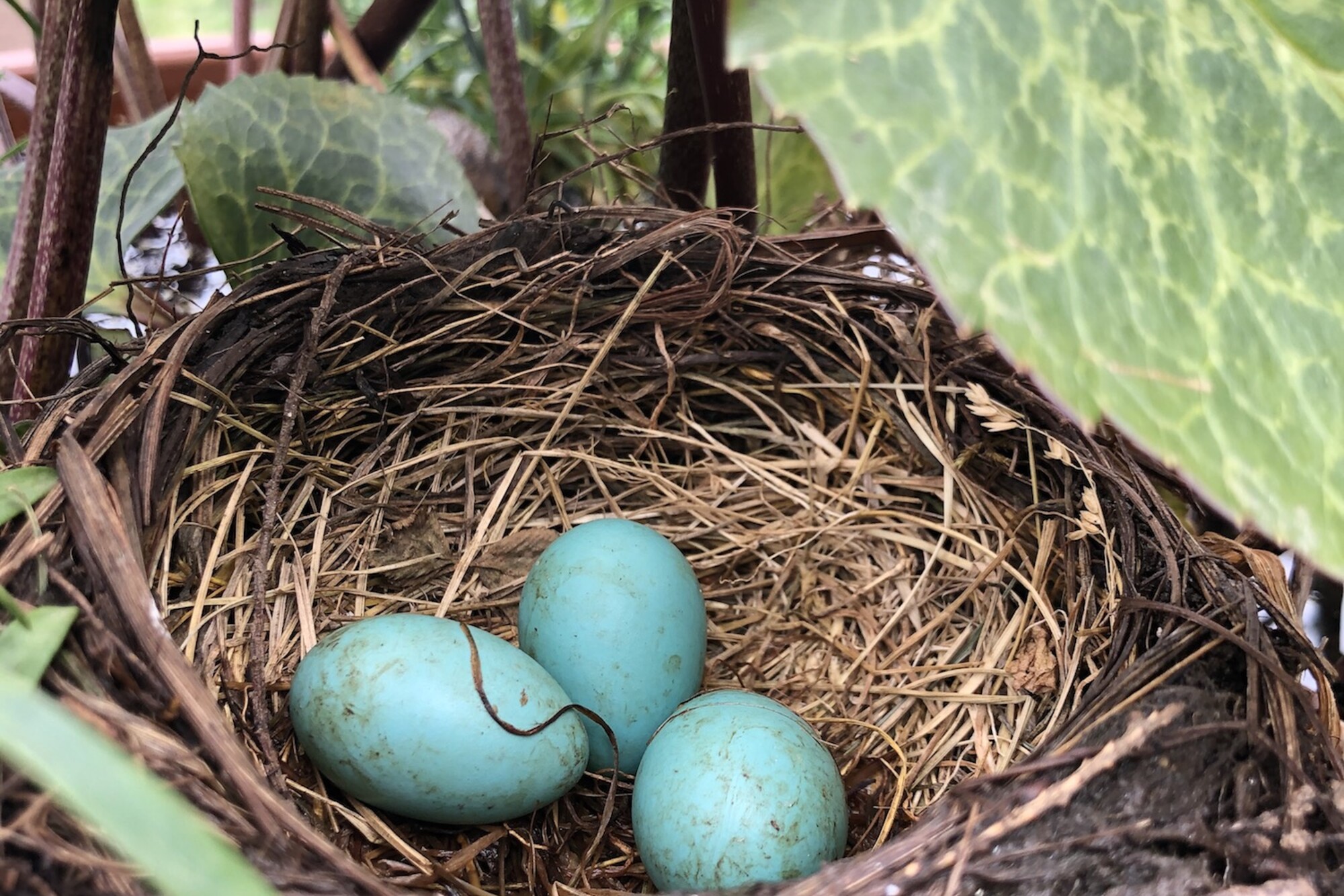 Bird's nest with three blue eggs in a potted plant