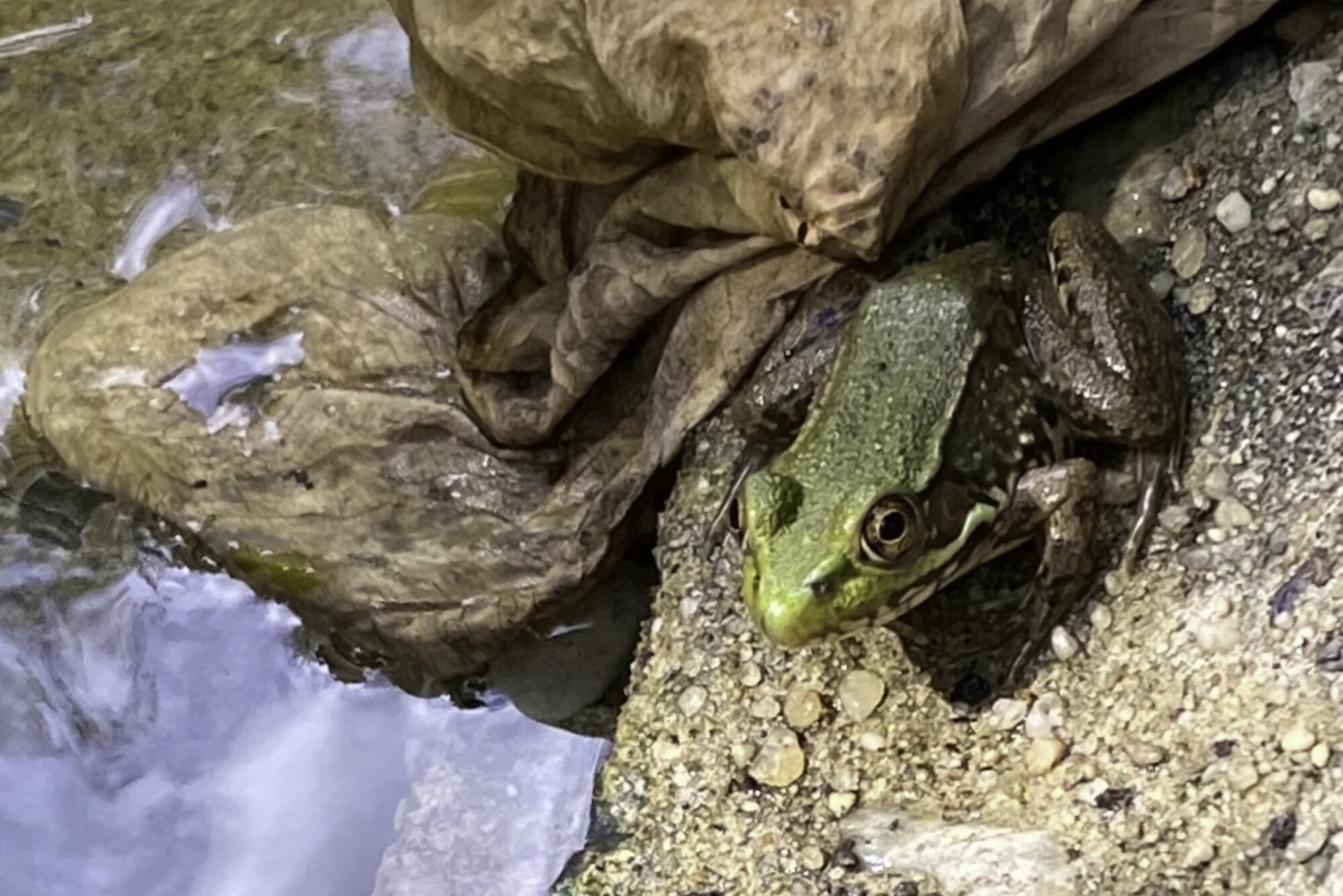 Green frog near water