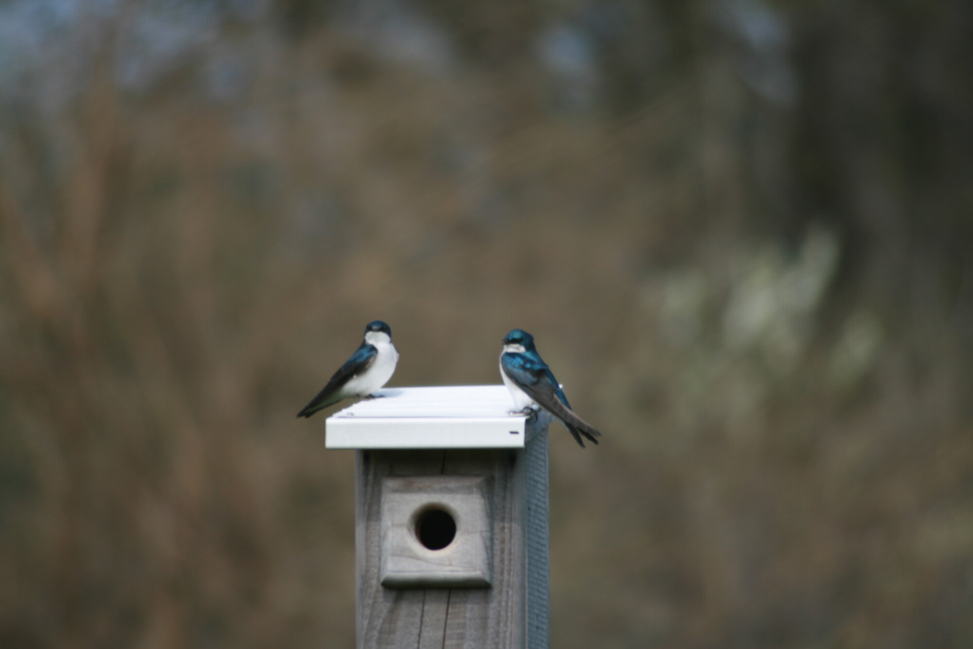 Two birds perch on a birdhouse