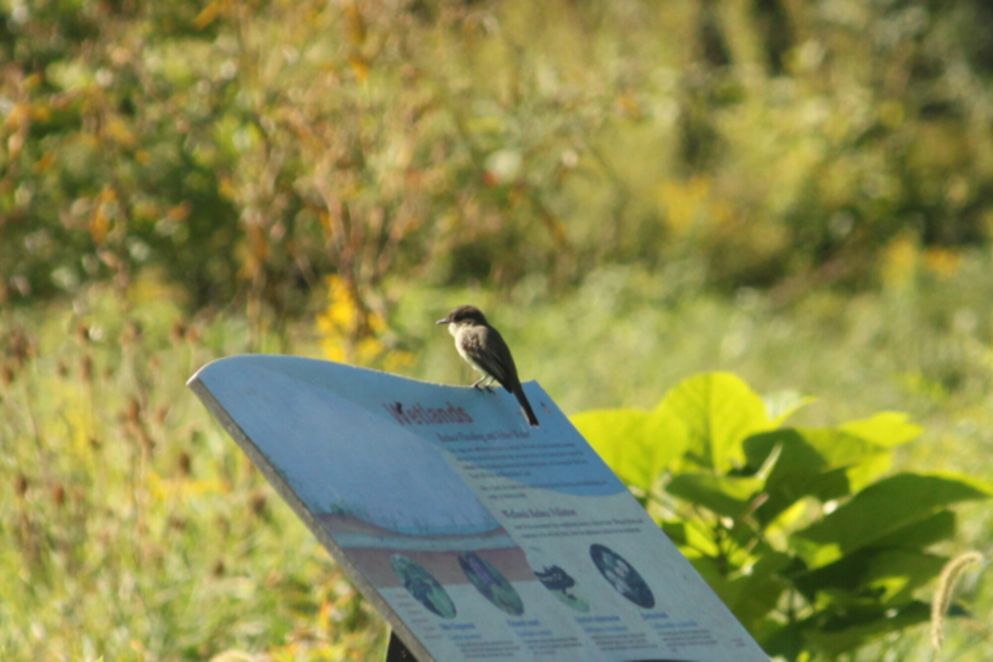 A bird perches on signage saying "wetlands" 