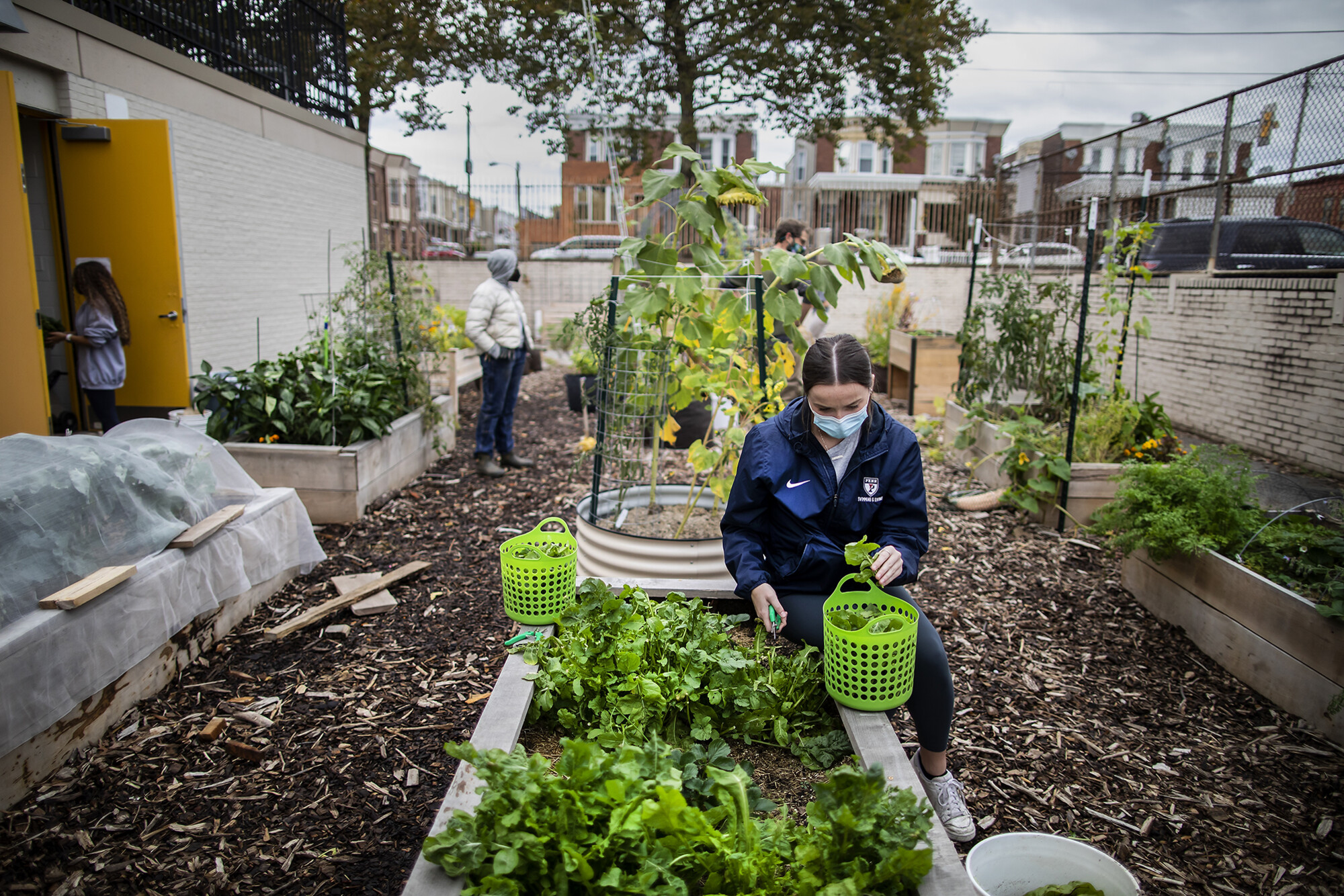 A person sits next to a raised bed harvesting greens at Hamilton school in Philadelphia.