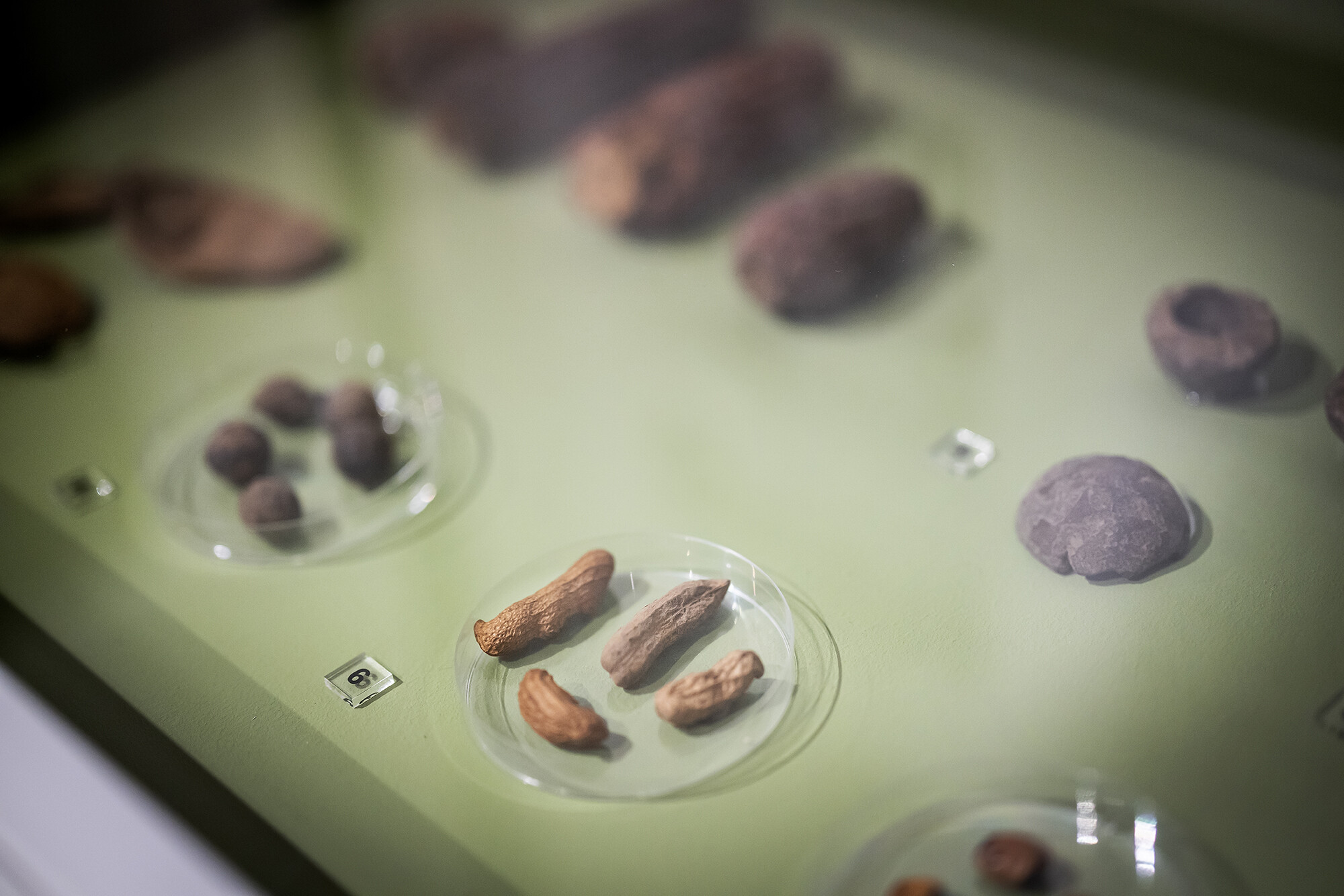 peanuts and other dried foods in petrie dishes in a display case
