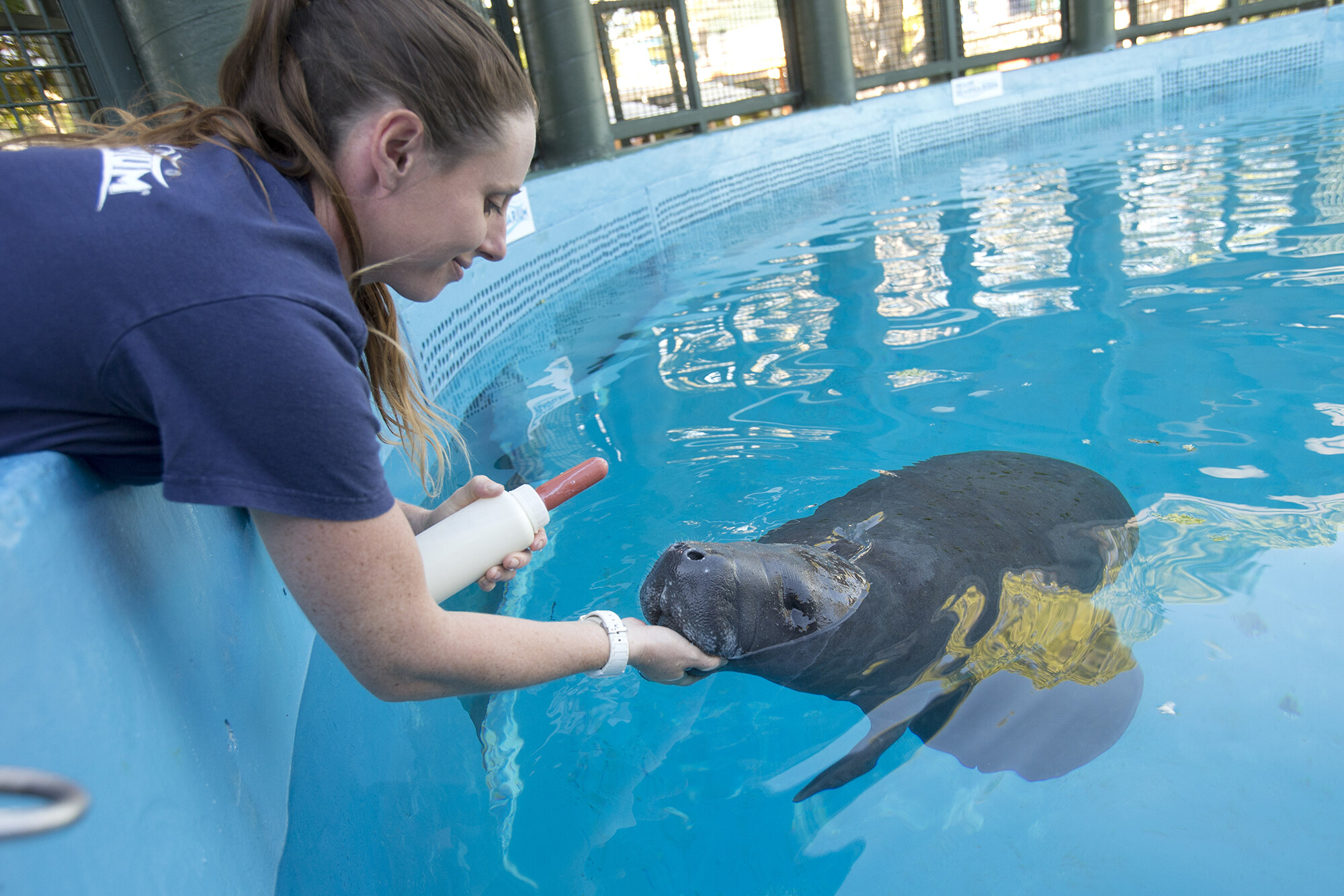 manatee being cared for in pool