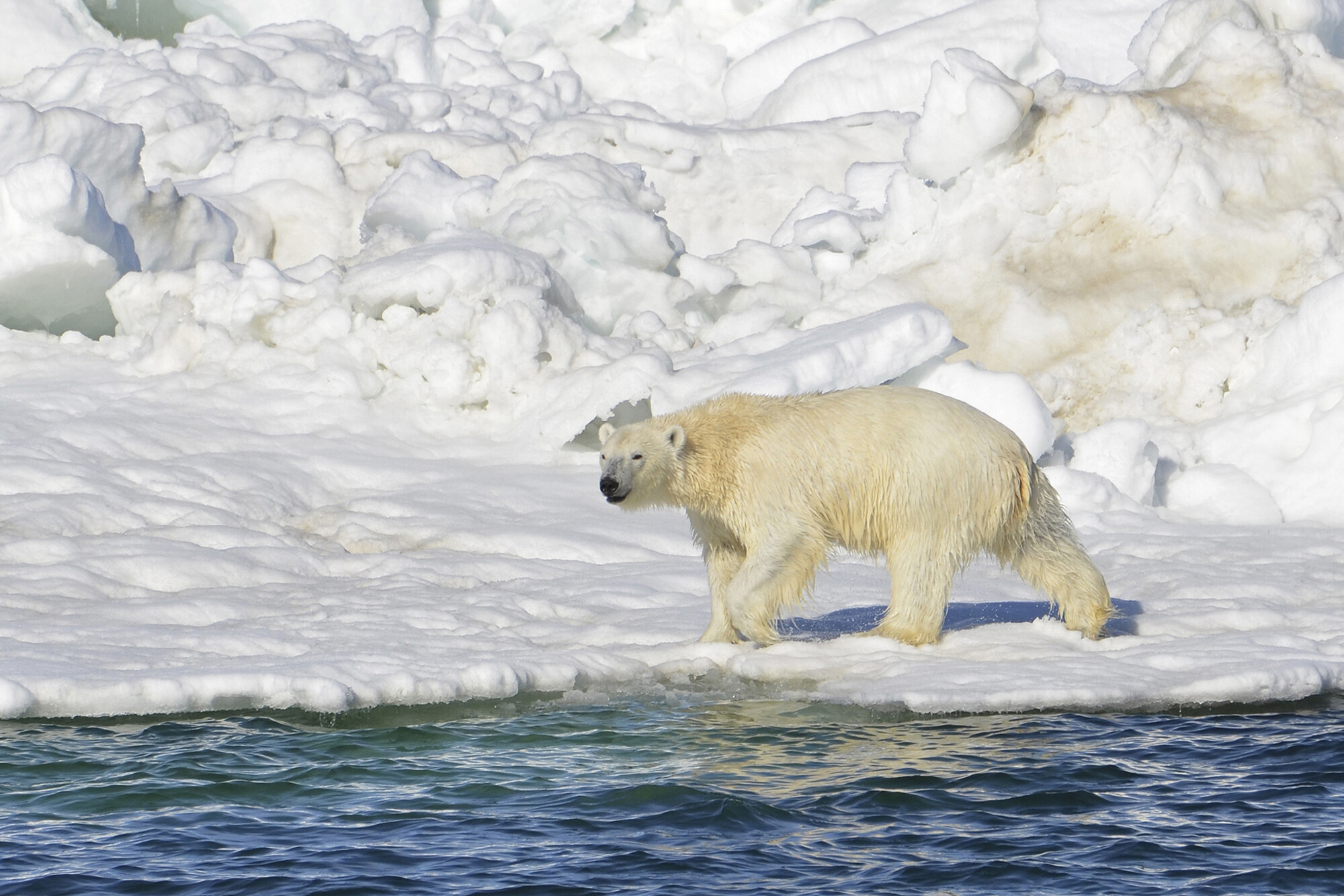polar bear walking on ice glacier