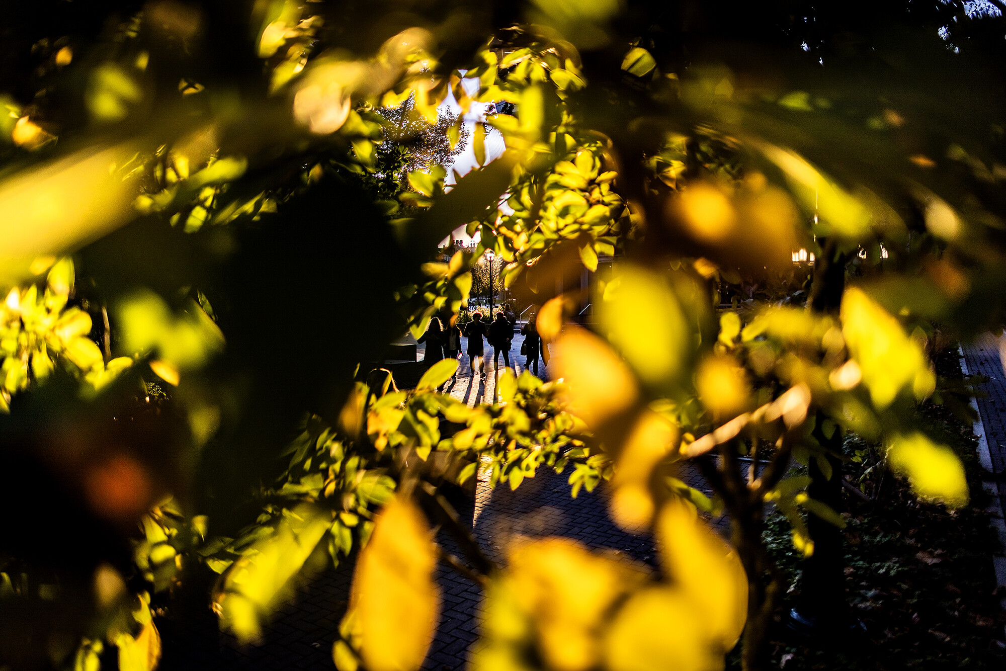 golden glow behind fall foliage