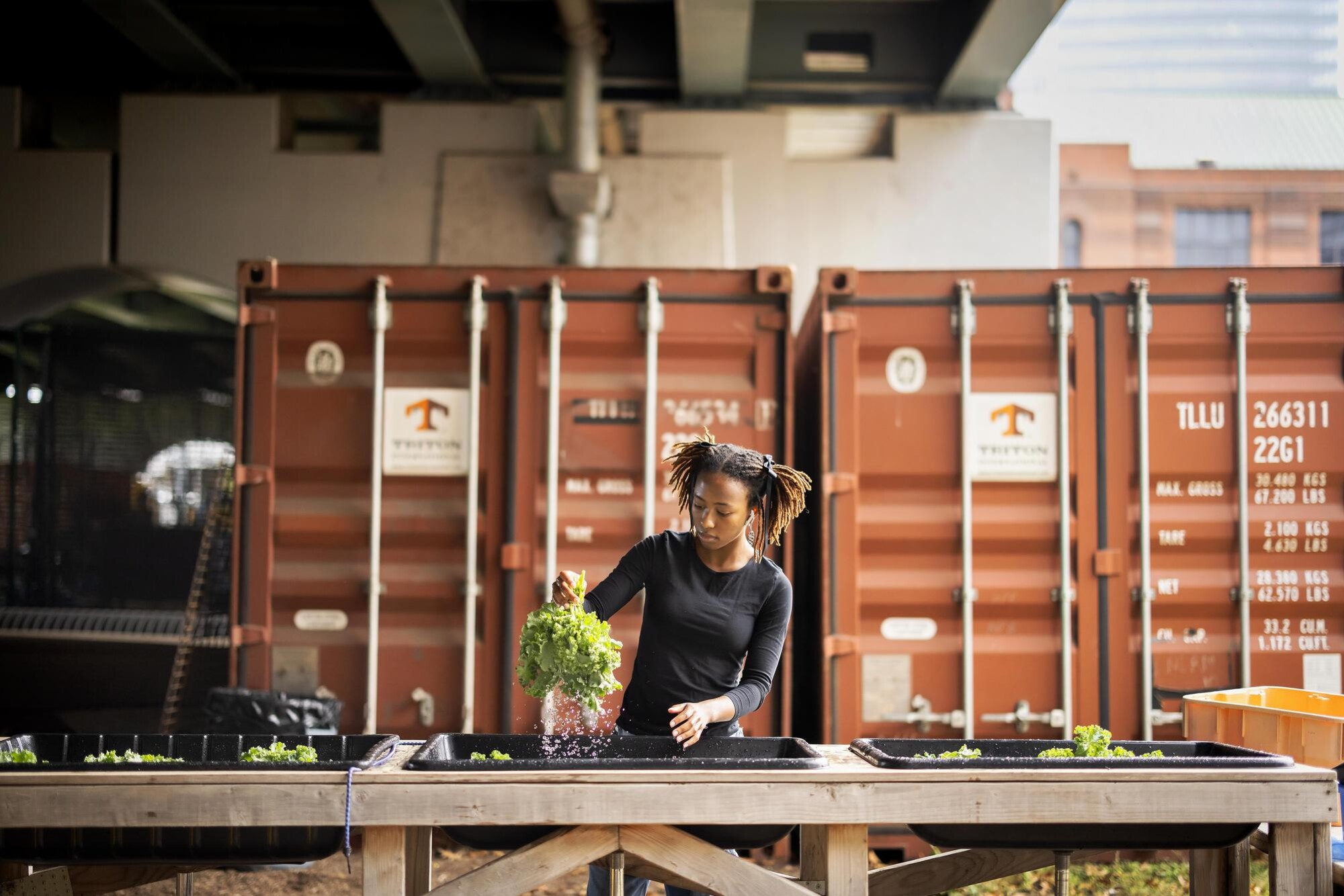 A person rinses a head of lettuce during the Penn Farm harvest.