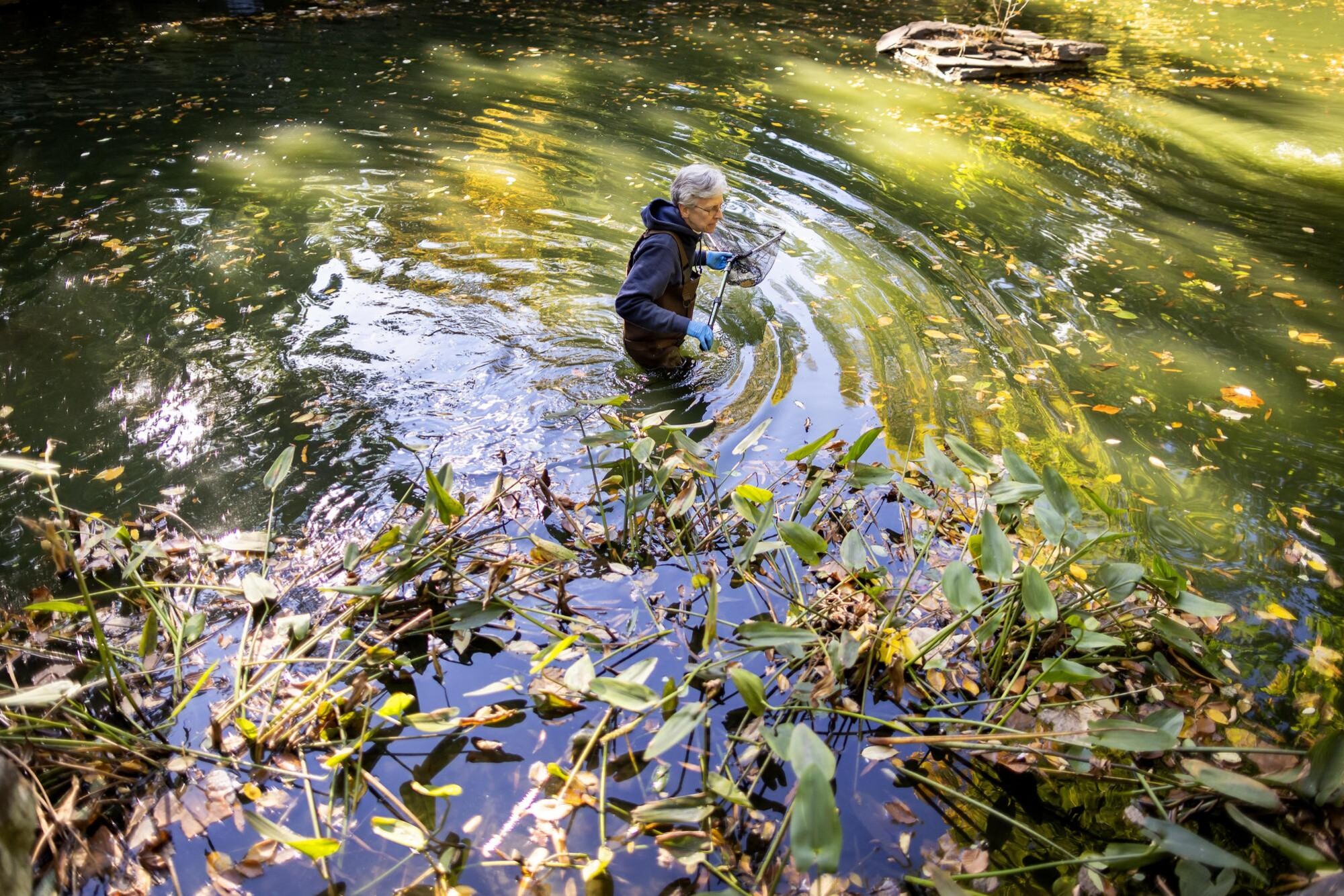 A person in waders in the pond at Penn’s BioPond.