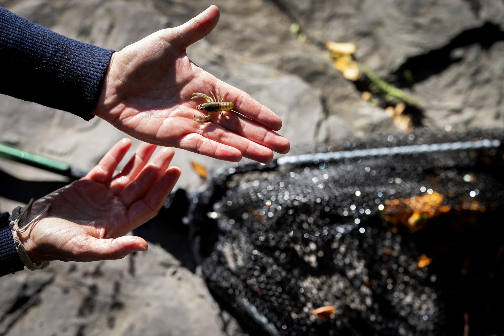 A person holding an insect at Penn’s BioPond.