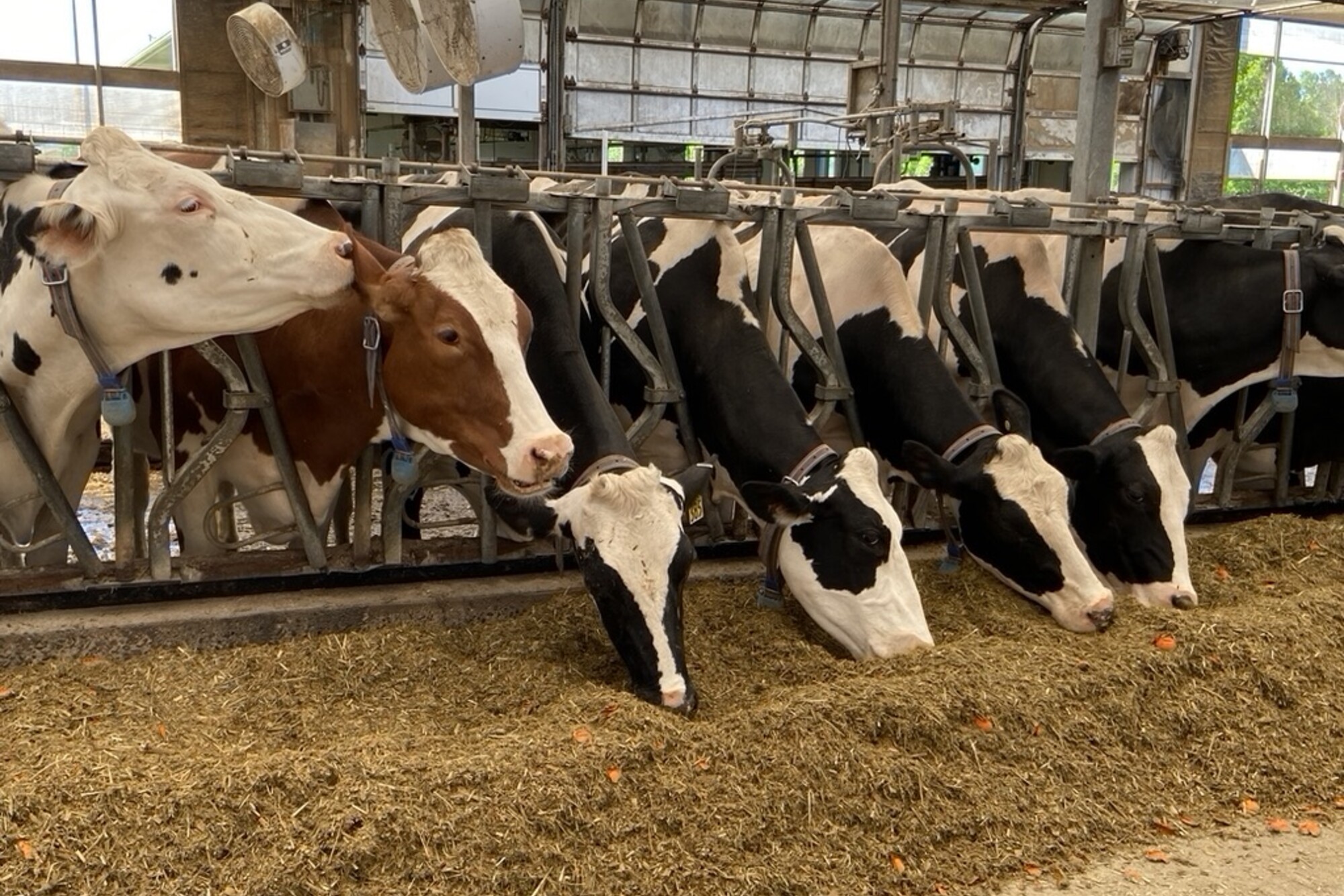 Cows eating inside a working farm.