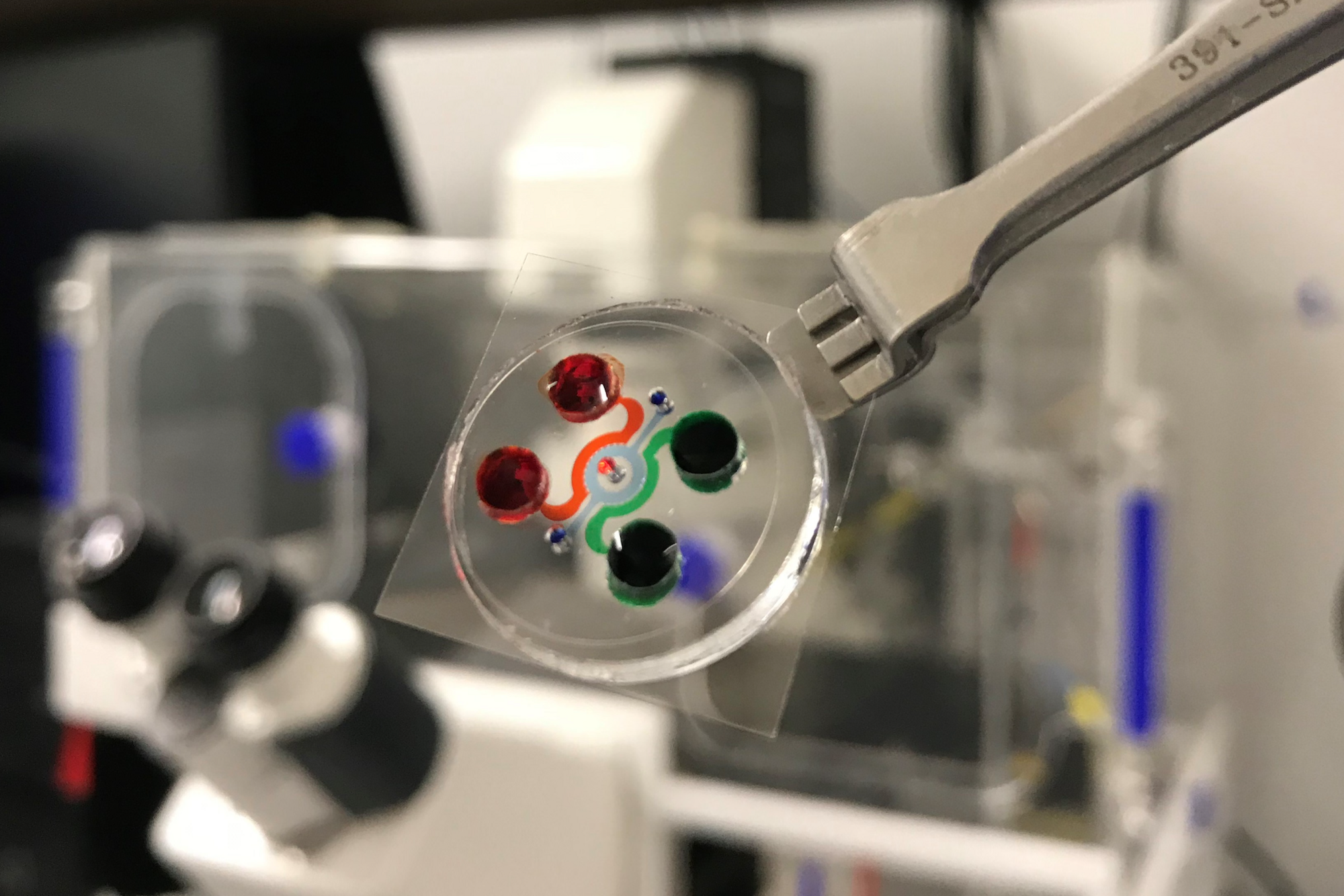 The actual chip of human leukemia bone marrow where chambers and channels were filled with food dyes.