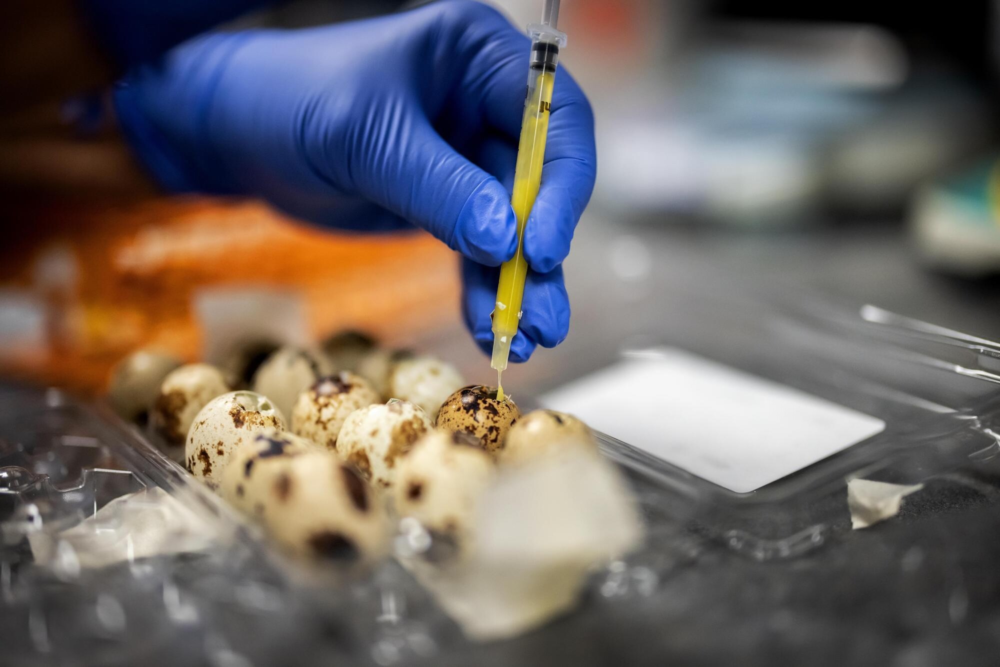 A lab technician injecting small eggs with a substance via syringe.