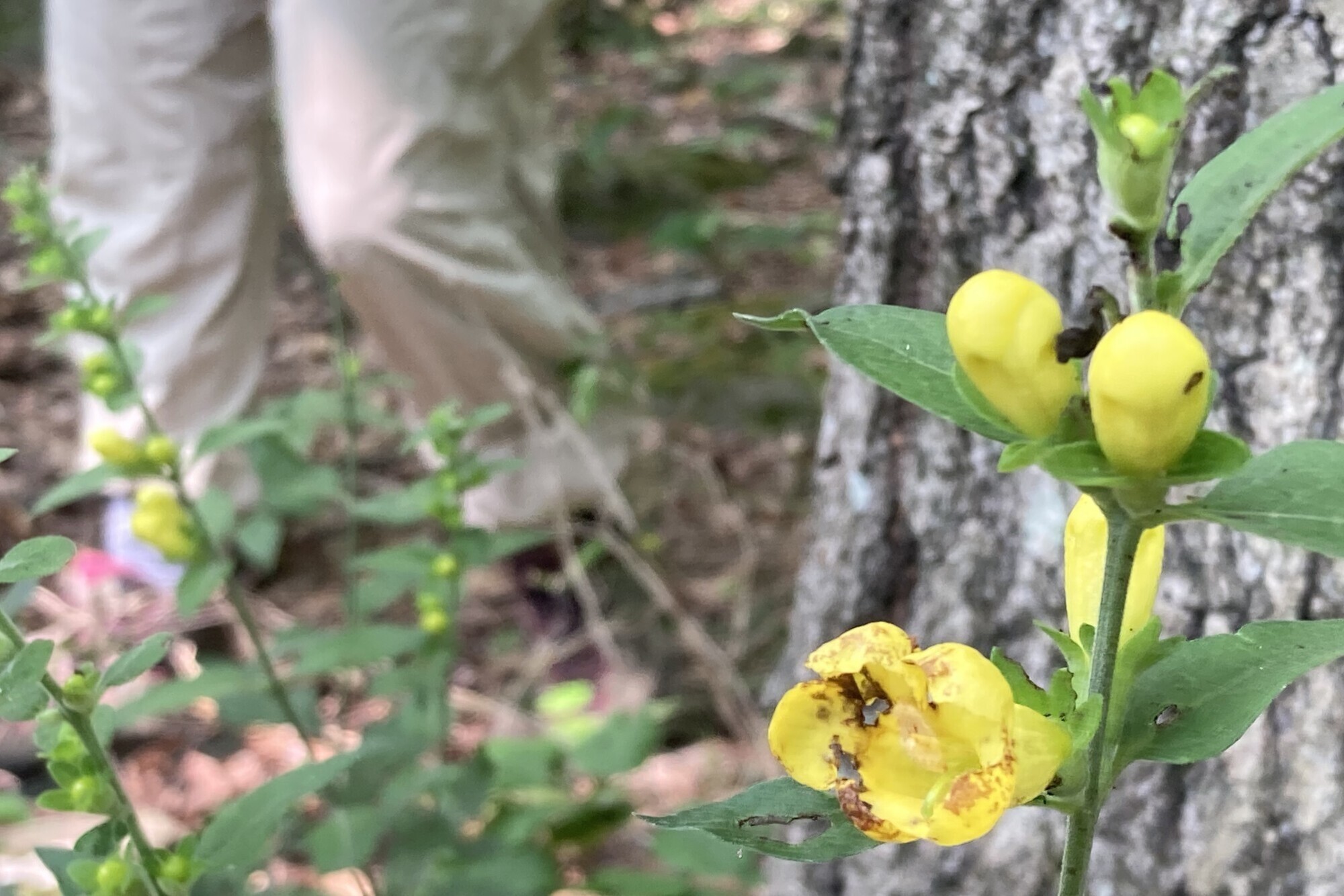 A plant in nature