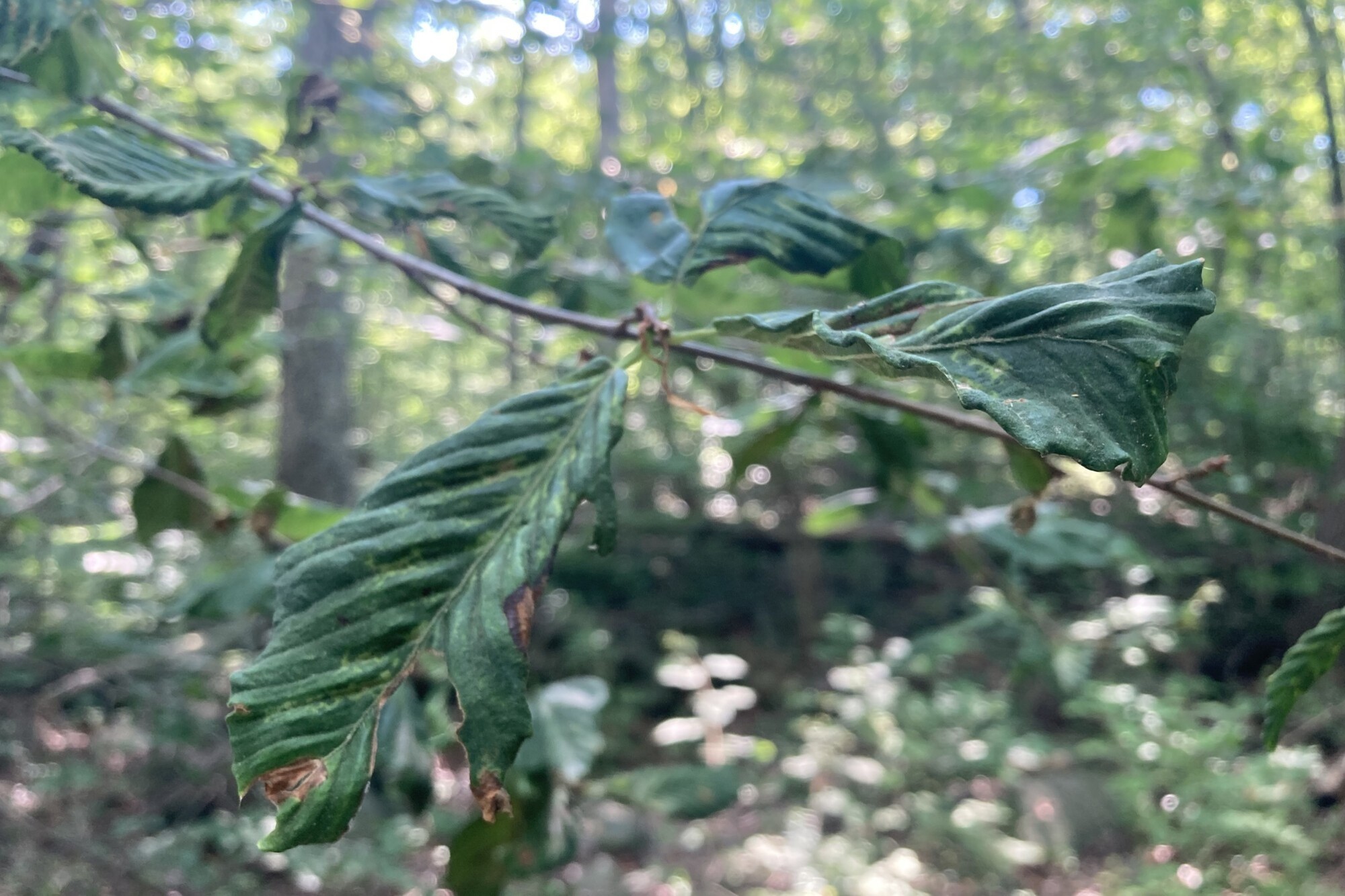 Beech tree infected by beech leaf disease.
