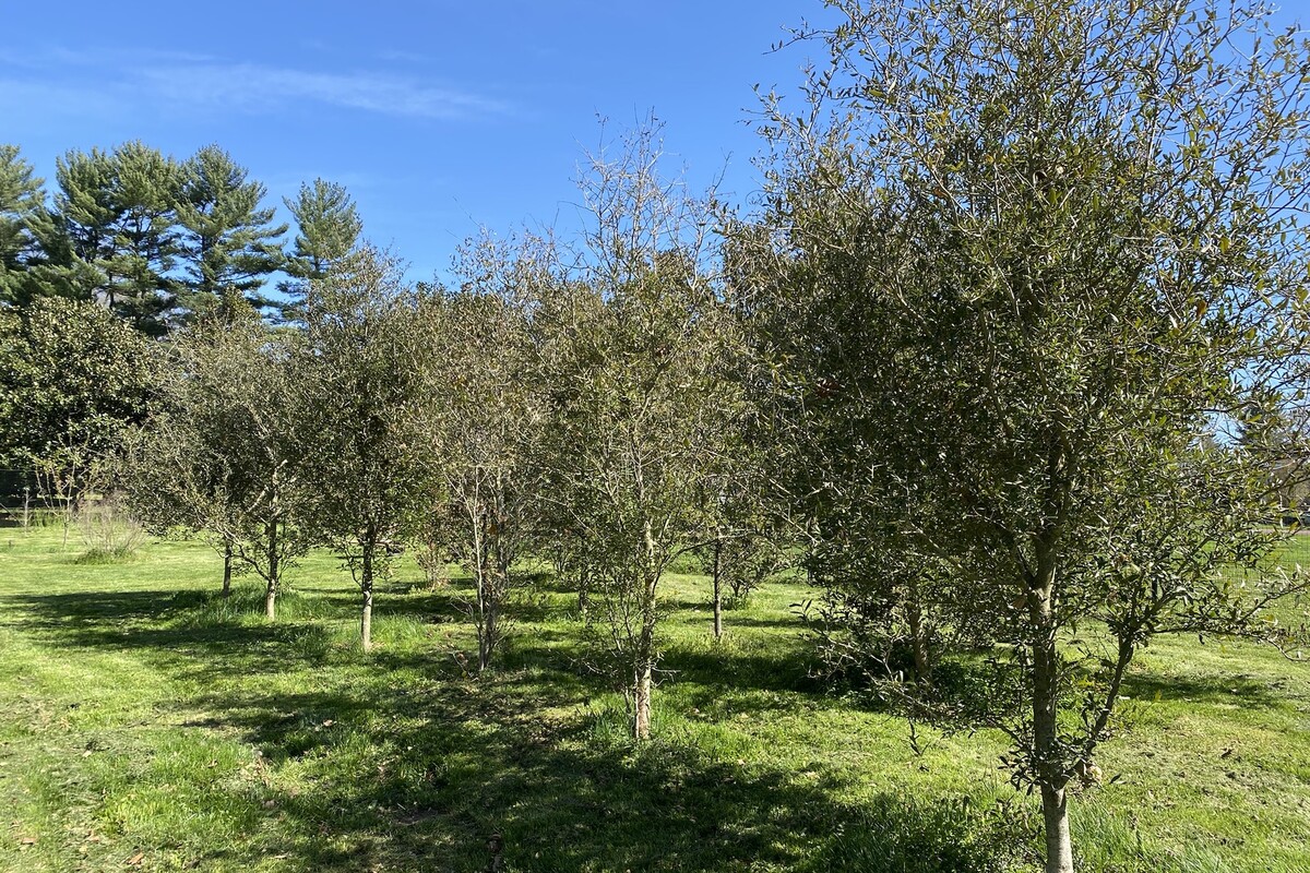 A row of deciduous trees in grass