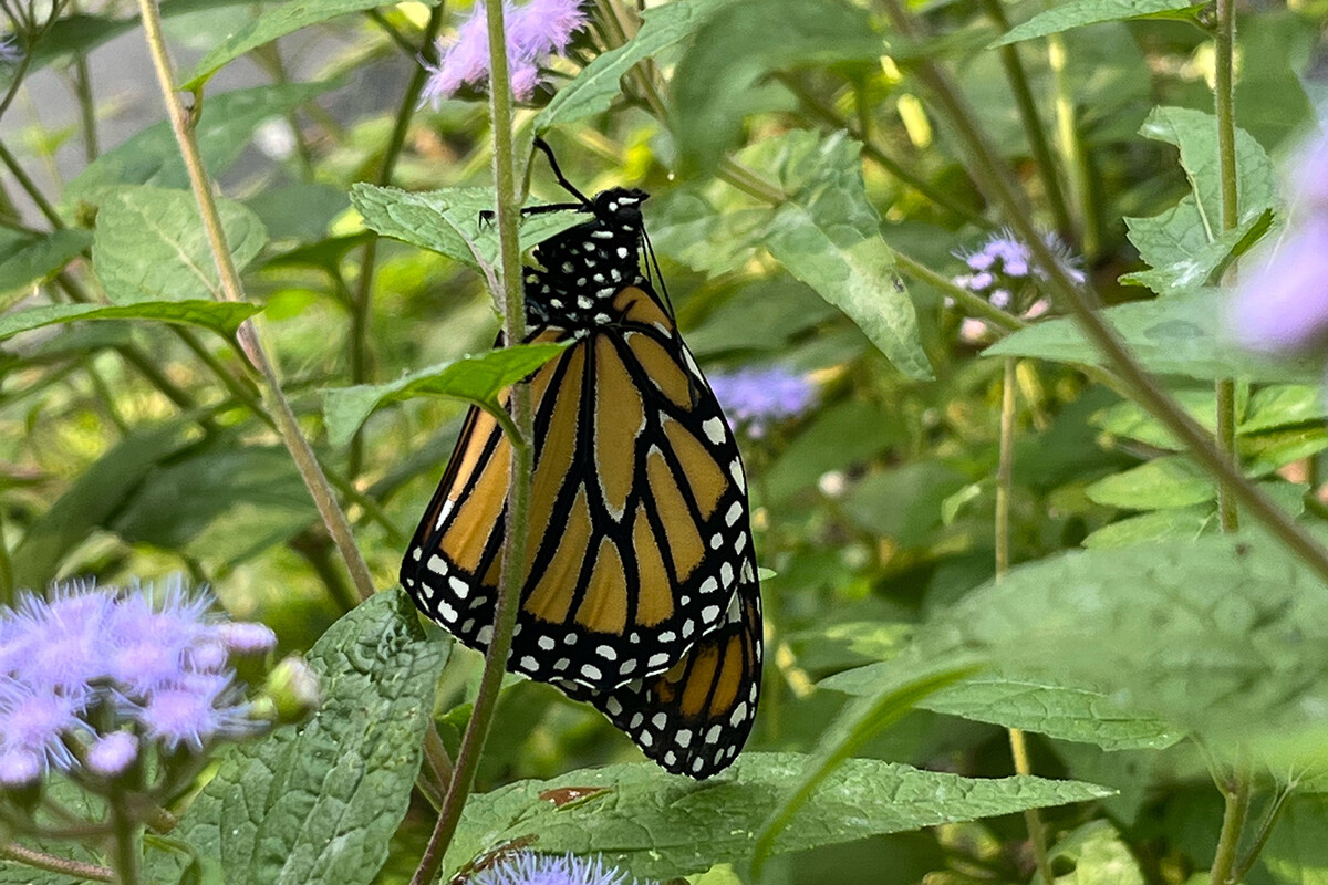 monarch butterfly on a plant