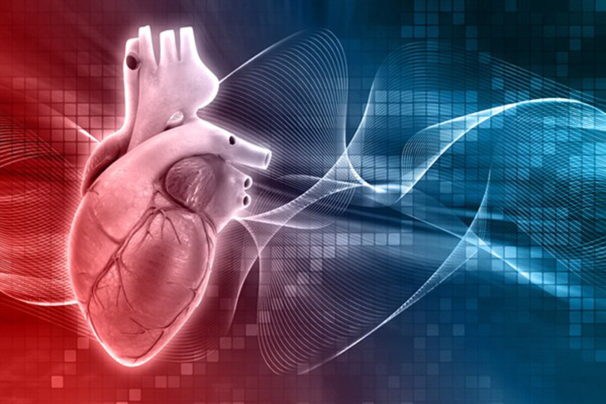 A model of a heart