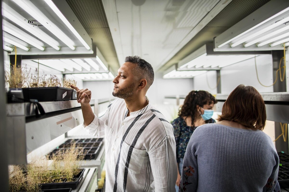 Aman Husbands inspects plants in his lab