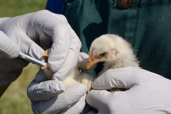 Baby chick getting swabbed.