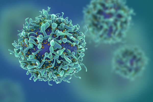 Rendering of T cells.