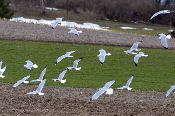 A flock of snow geese.