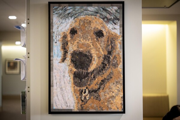 Fantine collage in Ryan Veterinary Hospital.