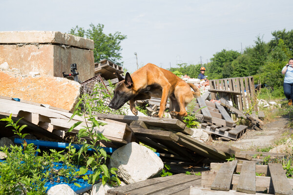 Penn Working Dog Center