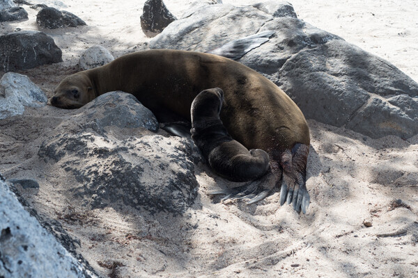 The complicated relationship between humans and endangered sea lions in the Galápagos