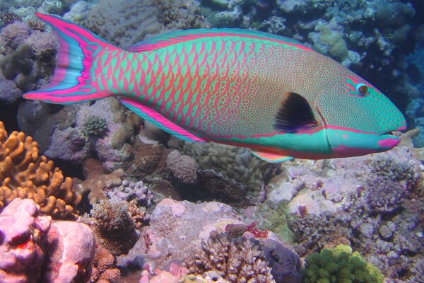Sallan.parrot fish