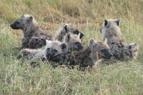 Akcay hyenas cooperation