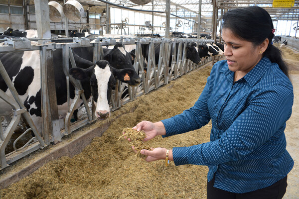 Dipti Pitta examining cow feed
