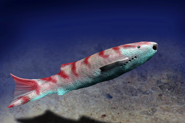 Colorful red and turquoise fish with round mouth opening swims in the ocean