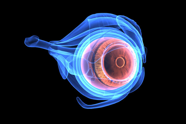 3-d-image-of-eyeball-anatomy