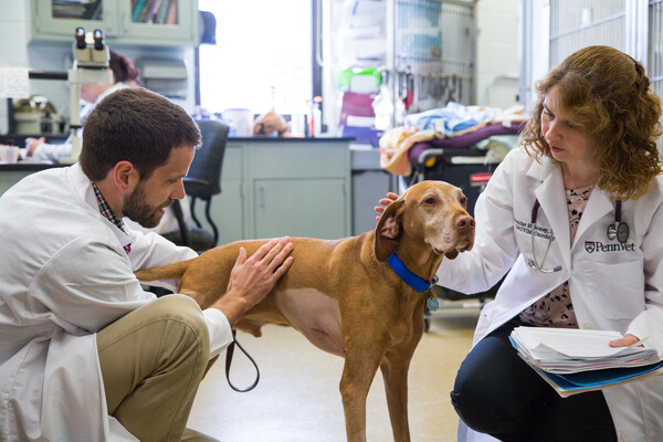 Cutting-edge science moves to the clinic to help ‘our furry friends’ fight cancer